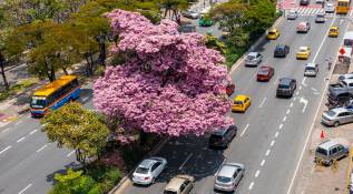 El árbol ha cautivado a los miles de transeúntes que por allí pasan diariamente. Foto: Manuel Saldarriaga Quintero.