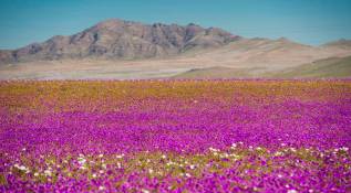 Este desierto ubicado al norte de Chile es considerado el más seco y árido del mundo Foto. AFP
