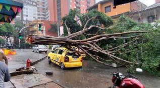Con cada aguacero terminan en el suelo árboles a los que les faltado poda por parte de la Alcaldía; uno de los últimos paso en Buenos Aires con este taxi. Foto Cortesía
