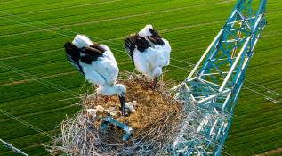  El año pasado las cigüeñas criaron cuatro pájaros sobre está misma torre. Foto Getty