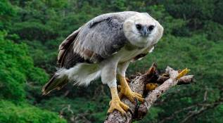 Este año se registro por primera vez un nacimiento de águila arpía menor en Colombia. Mateo Giraldo hace parte del equipo que está monitoreando este nuevo pichón. Foto Cortesía Proyecto Grandes Rapaces Colombia.