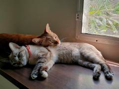 No espere que sus dos gatos se quieran, duerman juntos o manifiesten cualquier otro tipo de afecto entre sí. En ocasiones con que se toleren será suficiente. FOTOS SSTOCK