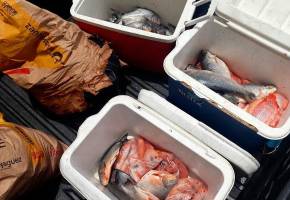 El producto incautado no presentaba condiciones adecuadas de almacenamiento, como la cadena de frío y fue declarado no apto para el consumo humano por las autoridades. FOTO cortesía