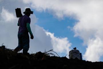 En días pasados el presidente Petro lanzó una dura advertencia al gremio ganadero, Fedegán, al afirmar que la venta de tierras para la reforma agraria es ya y “no en 20 años”. Foto: Manuel Saldarriaga
