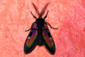 Chrysocale ignita. Foto: cortesía Indiana Cristo.