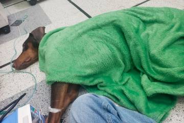 Esta es la perra cuando recibía atención veterinaria luego de su anterior envenenamiento el 24 de septiembre de 2022. FOTO CORTESÍA