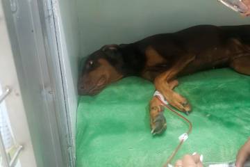 Esta es Blondie cuando es atendida en la veterinaria tras sufrir el envenenamiento que la llevó a la muerte. FOTO CORTESÍA