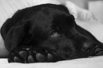 Después de un procedimiento quirúrgico su mascota no puede ser bañada ni hacer ejercicio, entre otras cosas: Foto: Pixabay