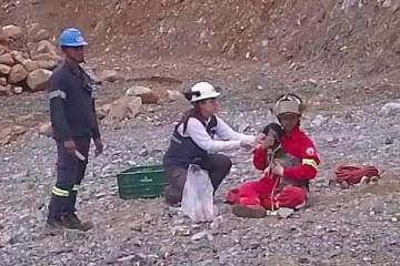 El perro fue rescatado de la montaña y quedó bajo protección de los bomberos de Bello. FOTO CORTESÍA