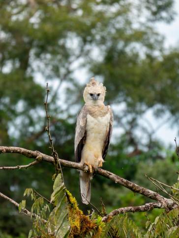 El águila arpía es un ave gigantesca que puede llegar a pesar hasta 9 kilogramos y alcanzar 1 metro de altura (desde la punta de la cresta hasta la punta de la cola) y 2.02 metros de envergadura, que es la distancia de las alas abiertas. Foto Cortesía Proyecto Grandes Rapaces Colombia.