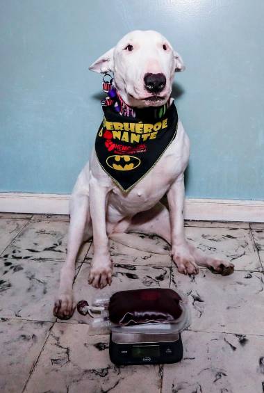 Nieve ha hecho todo el proceso para poder ser donante y ayudar a otras mascotas. Es una donante activa y cada cuatro meses entrega su 450 ml de sangre aproximadamente. FOTO jaime pérez