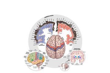 Moverse, cuando el cerebro baila
