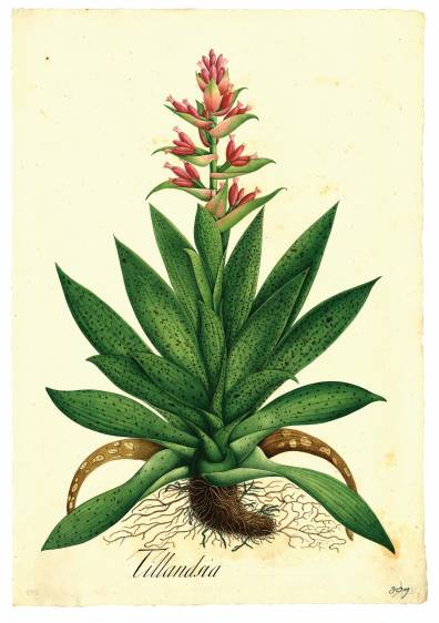 Tillandsia biflora