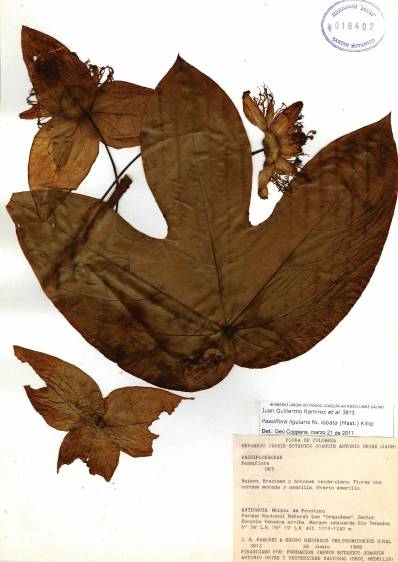 Foto del herbario Joaquín Antonio Uribe de Medellín. Passiflora ligularis.
