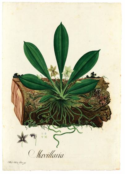 Kefersteinia graminea