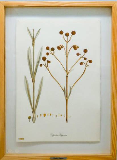 Cuatro artistas reflexionan sobre la biodiversidad