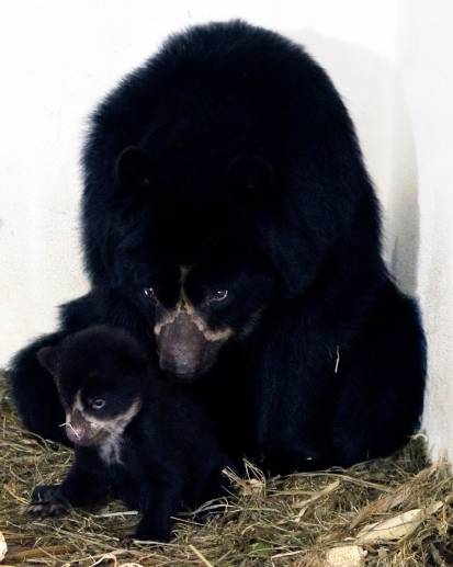 El osezno, de dos meses y medio, es el cuarto individuo de esta especie que está en el Parque de la Conservación de Medellín. FOTO Cortesía