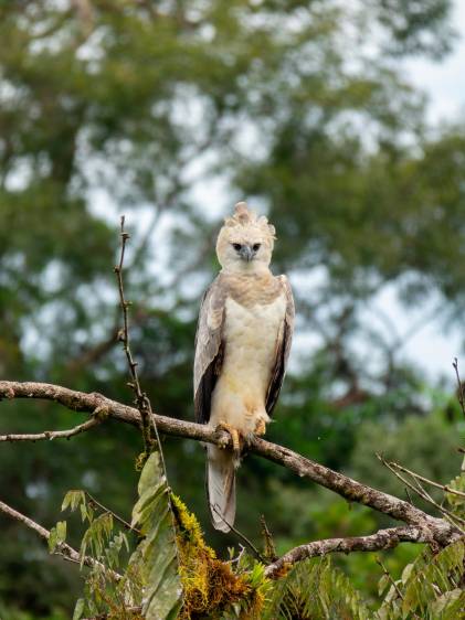 El águila arpía es un ave gigantesca que puede llegar a pesar hasta 9 kilogramos y alcanzar 1 metro de altura (desde la punta de la cresta hasta la punta de la cola) y 2.02 metros de envergadura, que es la distancia de las alas abiertas. Foto Cortesía Proyecto Grandes Rapaces Colombia.
