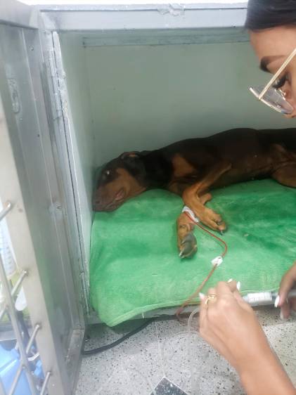 Esta es Blondie cuando es atendida en la veterinaria tras sufrir el envenenamiento que la llevó a la muerte. FOTO CORTESÍA