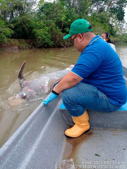 El manatí muerto era una hembra de 3,20 metros de largo. FOTO CORTESÍA 