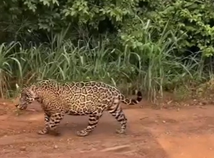 Se una de las especies en Colombia que podría llegar a encontrarse en peligro de extinción. FOTO Captura del video publicado en Instagram por Parques Nacionales Naturales. 