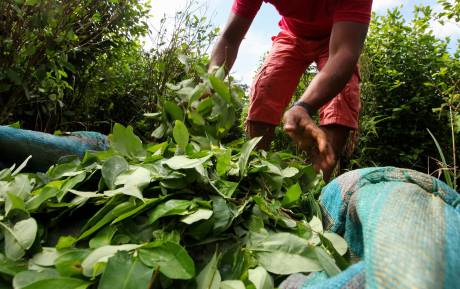 Las hectáreas de coca cultivadas bajaron un 4,7 % entre 2020 y 2021. FOTO: Archivo El Colombiano
