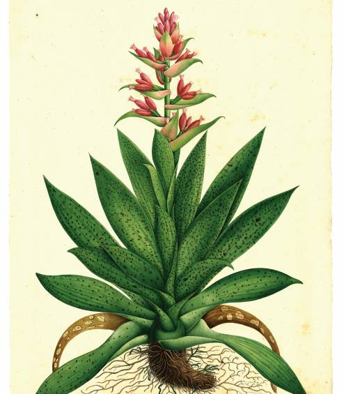 Tillandsia biflora