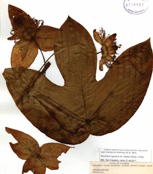$!Foto del herbario Joaquín Antonio Uribe de Medellín. Passiflora ligularis.