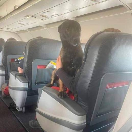 El gobierno turco tuvo este gesto con los peludos en señal de agradecimiento por la labor que cumplieron en el rescate de cuerpos y personas heridas tras el terremoto. FOTO: TOMADA DE REDES SOCIALES 
