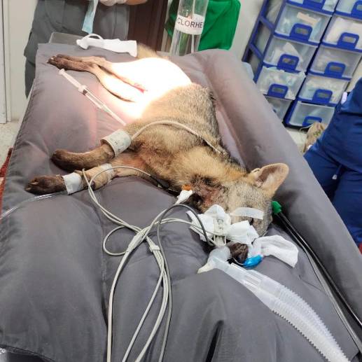 El zorrito atropellado deberá superar una larga recuperación antes de ser liberado nuevamente. FOTO: CORTESÍA