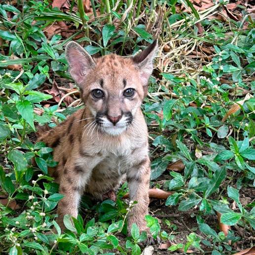 Este es el puma rescatado. FOTO: Cortesía.