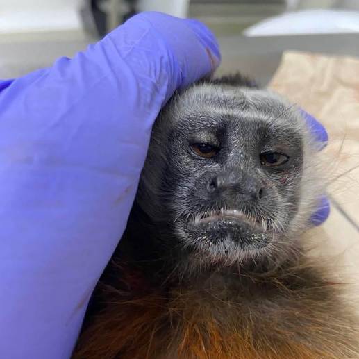 El rostro del primate reflejaría el sufrimiento que vivió antes de su muerte tras ser víctima de un ataque con arma de fuego. FOTO CORTESÍA CORNARE