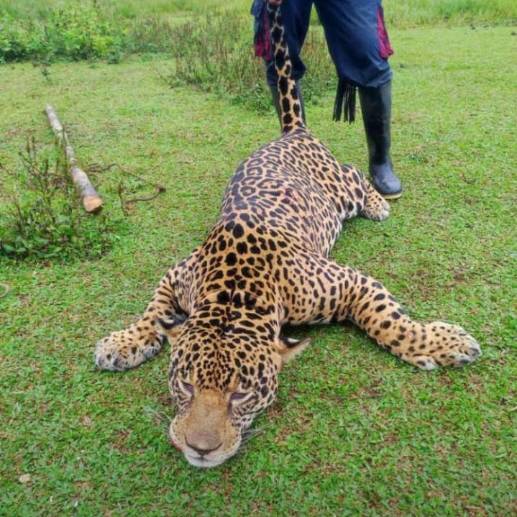 La triste foto que se conoció del jaguar ya fallecido. FOTO: Facebook