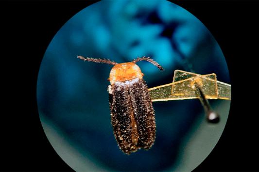 Las luciérnagas han sido poco estudiadas en Colombia y en el SiB hay un registro de 98 especies de luciérnagas que habitan el territorio. FOTO Cortesía