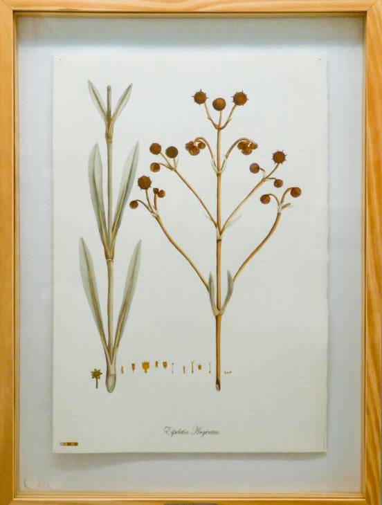 Cuatro artistas reflexionan sobre la biodiversidad