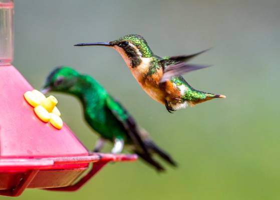 Durante esta jornada se alienta a todas las entidades en el plano nacional e internacional a convocar y organizar actividades relacionadas con el cuidado y mantenimiento de la naturaleza. Foto: Juan Antonio Sánchez 