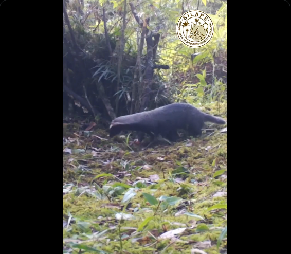 Envigado tiene un modelo de conservación que estableció que el 40% de su territorio es área protegida . Foto: captura de pantalla a video Alcaldía de Envigado