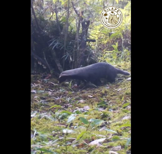 Envigado tiene un modelo de conservación que estableció que el 40% de su territorio es área protegida . Foto: captura de pantalla a video Alcaldía de Envigado