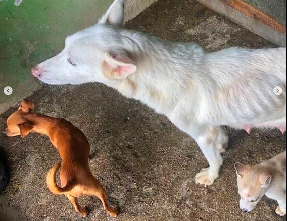 La hembra Husky, pese a su desnutrición amamantaba como podía a sus cachorros. FOTO: Cortesía.