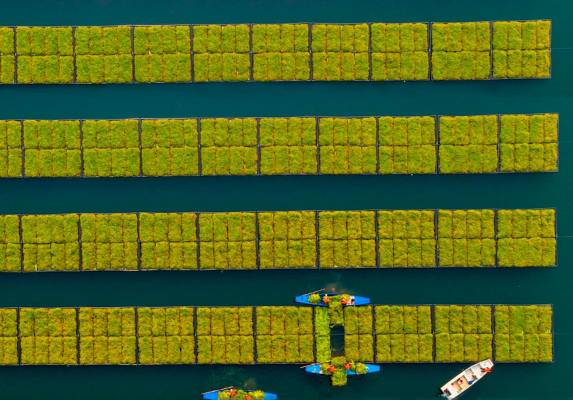 En la provincia de Zhejiang de China están sembrando principalmente berro, una hortaliza de fuerte sabor. Foto: Getty