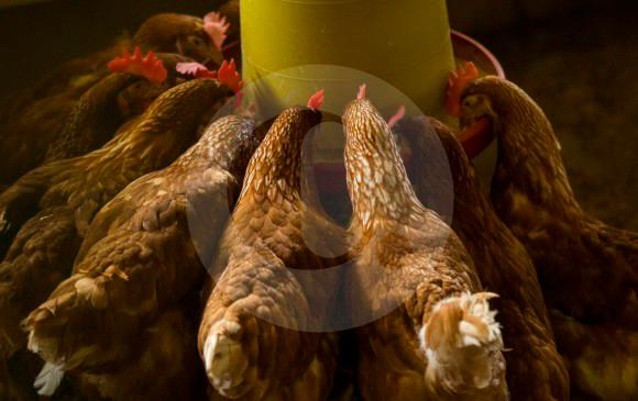 La Procuraduría solicitó al Ministerio de Agricultura liderar las acciones para el control efectivo de las comunidades que se puedan ver afectadas por la influencia aviar. Foto: Jaime Pérez. 