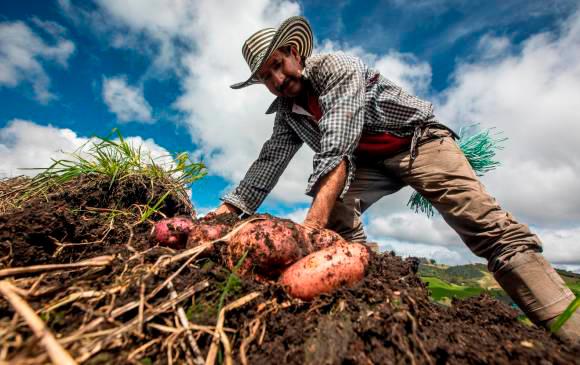 El dato de productividad de este año está por encima que el registrado en 2020. FOTO: CAMILO SUÁREZ