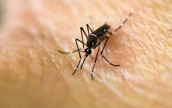 Colombia tuvo 53.334 casos de dengue, casos de dengue en 2021. Foto: AFP