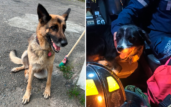 Con la aparición de Halligan, los bomberos de Caribe y Doce de Octubre completaron las búsquedas de sus mascotas perdidas. Foto: Cortesía Bomberos de Medellín. 