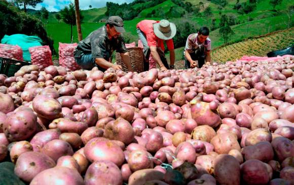 La difícil situación por la que atraviesa el negocio de la papa ha hecho que muchos productores se trasladen a sembrar otros alimentos como fresas, uchuva y frijol. Foto: Juan Antonio Sánchez