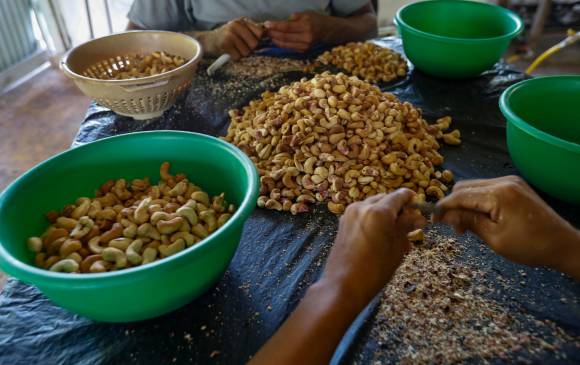 En promedio se siembran 125 árboles por hectárea. Foto: Manuel Saldarriaga Quintero.