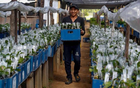 Productores esperan para el año 2030 pasar a 100.000 hectáreas sembradas. Foto: Manuel Saldarriaga Quintero.