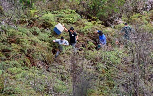 Exitoso rescate y posterior liberación de una tigrilla en Sonsón