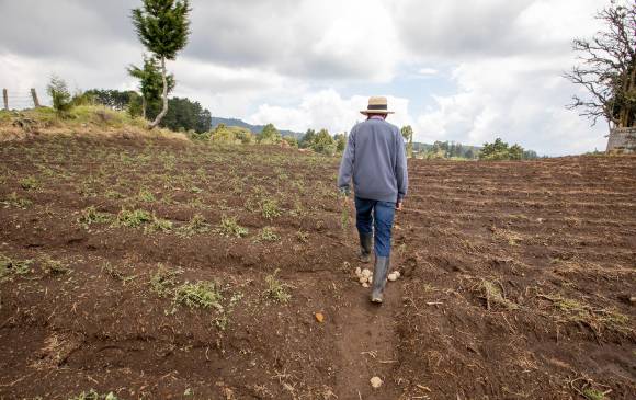 Con el invierno los suelos dedicados a la agricultura requieren de más fertilizantes, lo que encarece la producción. Ya el Gobierno estableció algunos alivios para los afectados. FOTO Edwin bustamante