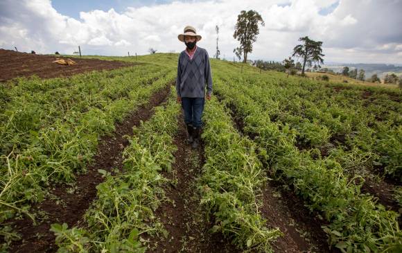 Dentro de las Zonas de Reserva Campesina cada familia posee una unidad agrícola. No pueden acumular tierra. FOTO edwin bustamante